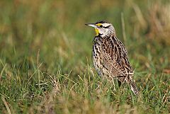 Eastern Meadowlark